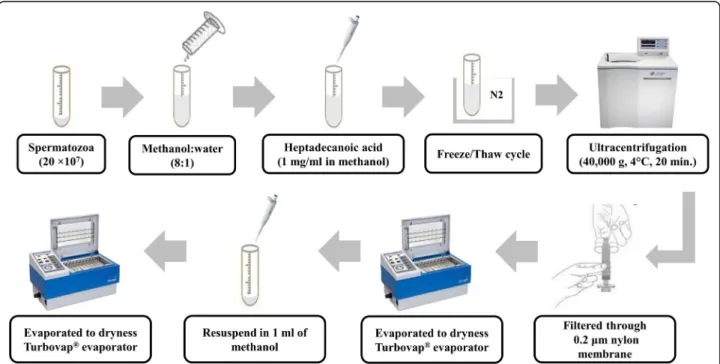 Fig. 10 Overview of extraction steps used for the preparation of sperm samples for GC-MS analysis