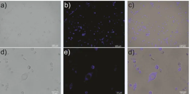 Figure 8. Fluorescence images and their corresponding bright-field transmission images: Bright-field (right panels, (aand d w ), DLD-1 cells incubated with 5-narin- 5-narin-genin complex (10 mM) (middle, (b and e w )) and overlap of images of bright fiel