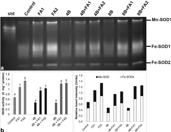 Figure 4. Effects of exogenous 25 (FA1) and 75 μM (FA2) FA treatment on relative band intensity of different types of superoxide  dismutase isoenzymes (SOD, a) and total SOD activity (b) in wheat roots exposed to 4 and 8 mM B stress for 7 days (d)