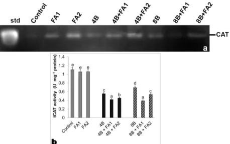 Figure 6. Effects of exogenous 25 (FA1) and 75 μM (FA2) FA treatment on relative band intensity of different types of peroxidase  isoenzymes (POX, a) and total POX activity (b) in wheat roots exposed to 4 and 8 mM B stress for 7 days (d)