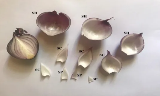 Figure 1. An onion bulb dissected to show the dry outer protective skin layer (SK); the fleshy, swollen sheaths derived from bladed leaf bases (SH); the swollen bulb scales without leaf blades (SC); and, towards the center, the sprout leaves (SP) with succ