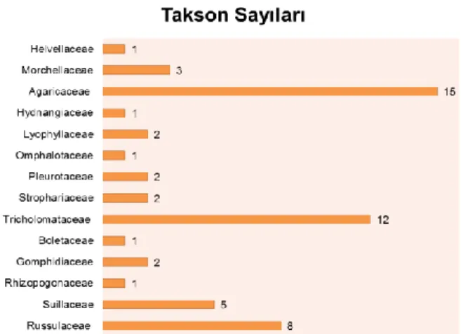 Şekil 1 Taksonların familyalara göre dağılımı 