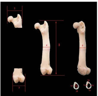 Table 1 shows the measurement values performed  on the 3D models of the humerus and femur in the  study