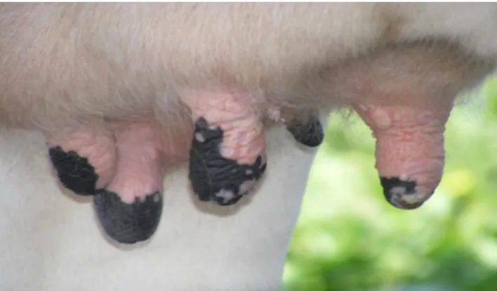 Fig 6: Administration of autogenous vaccine (Left front-back teat-            60 th  day).