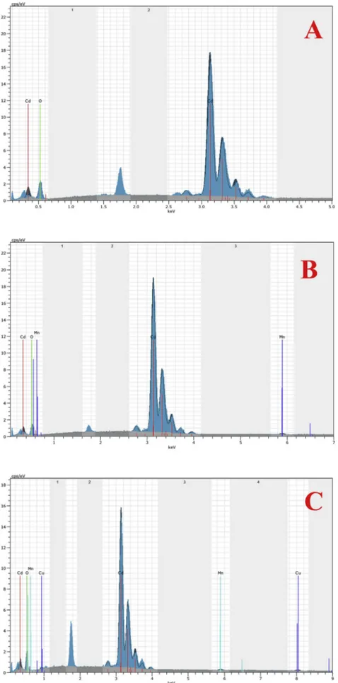 Fig. 6. EDX spectra of (A) un-doped, (B) Cd 0.99 Mn 0.01 O, (C) Mn/Cu co-doped (Cu 0.005 Mn 0.01 Cd 0.985 O) CdO ﬁlms.