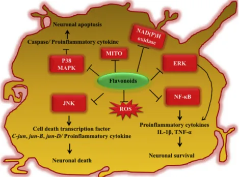 Fig. 4. The cell signalling pathways triggered by ﬂavonoids in preventing neurodegenerative autoimmune disease