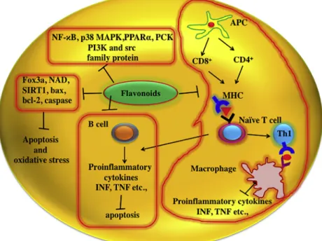 Fig. 7. The molecular mechanism of ﬂavonoids in combating systemic lupus erythematosus.