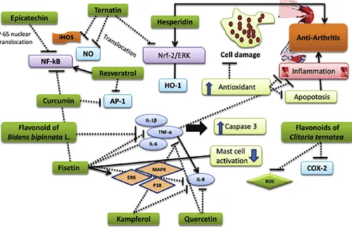 Fig. 10. Possible mechanisms of the ﬂavonoids in autoimmune diseases.