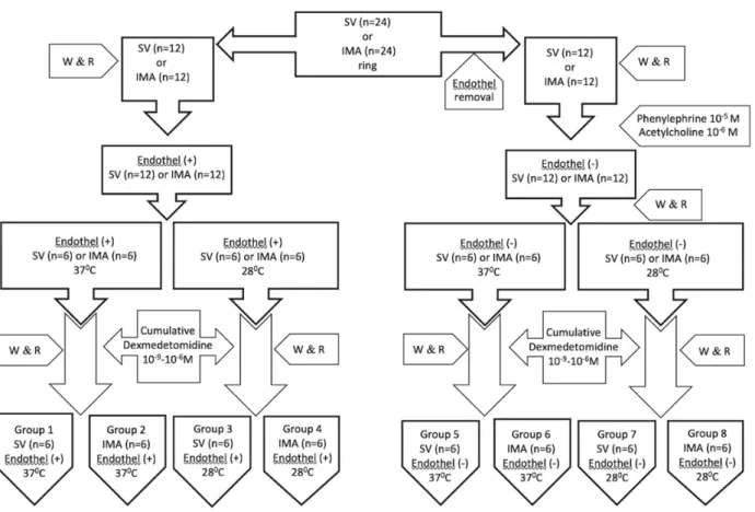 Fig. 1. Flow chart of experimental procedures. SV – saphenous vein, IMA – internal mammary artery, W&amp;R – wash and rest.