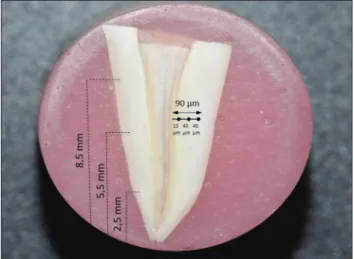 Figure	 1].	 Each	 group	 had	 a	 total	 of	 45	 indentations	 (3	regions	×	3	deepness	×	5	samples).