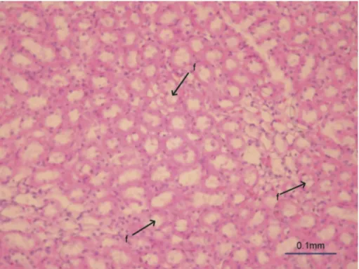 Figure 2. Group 2. Obstruction of renal tubules (o), flattened tubule epithelium (d) and necrotic foci (n) are more obvious and frequent than in groups 4 and 5.