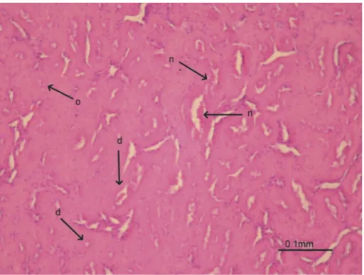Figure 3. Group 3. Obstruction of tubules (o), flattened tubule epithelium (d) and necrotic foci (n) are more obvious and frequent than in groups 4 and 5.