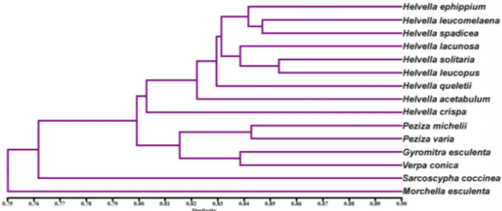 Figure 3. The dendrogram showing the genetic relationships among Ascomycota taxa based on  ISSR data 