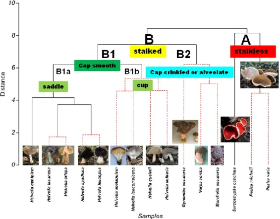 Figure 5. The phenogram showing relationships among Ascomycota taxa according to  morphological characters 