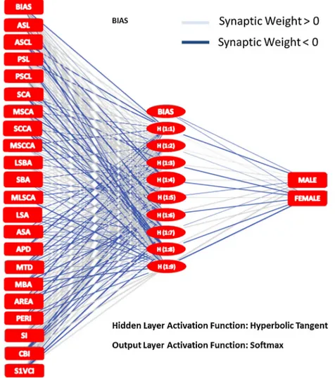 Fig. 3. Graphic Representation of Multilayer Neural Network and Synaptic Weights which were Established and Used for Sex Determination According to the Results of Observer 1.