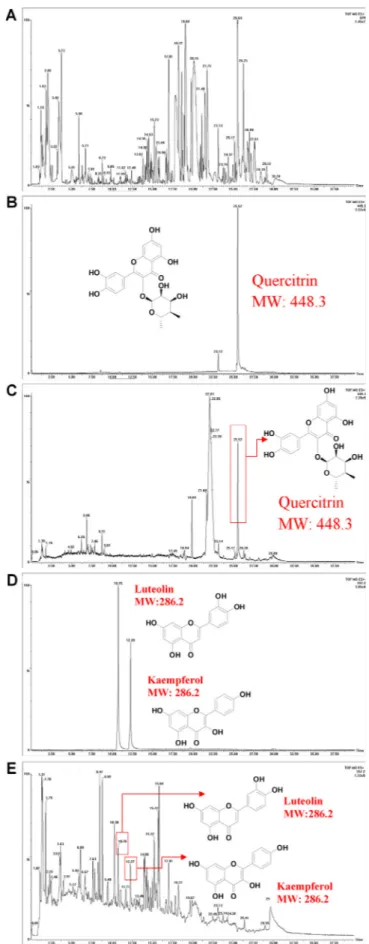 Fig. 1. UPLC-MS chromatograms of the purslane extract. (A) TIC spectrogram of the purslane extract