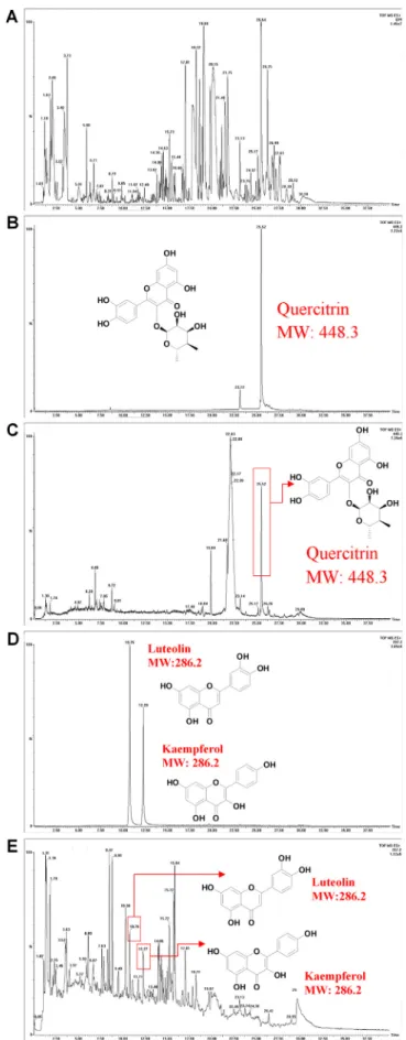 Fig. 1. UPLC-MS chromatograms of the purslane extract. (A) TIC spectrogram of the purslane extract