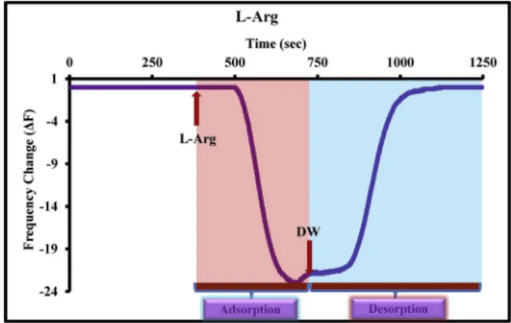 Fig. 4. Frequency changes of the CCC-QCM sensor towards D-arginine during adsorption and desorption processes ([Arginine]:1000 μM).