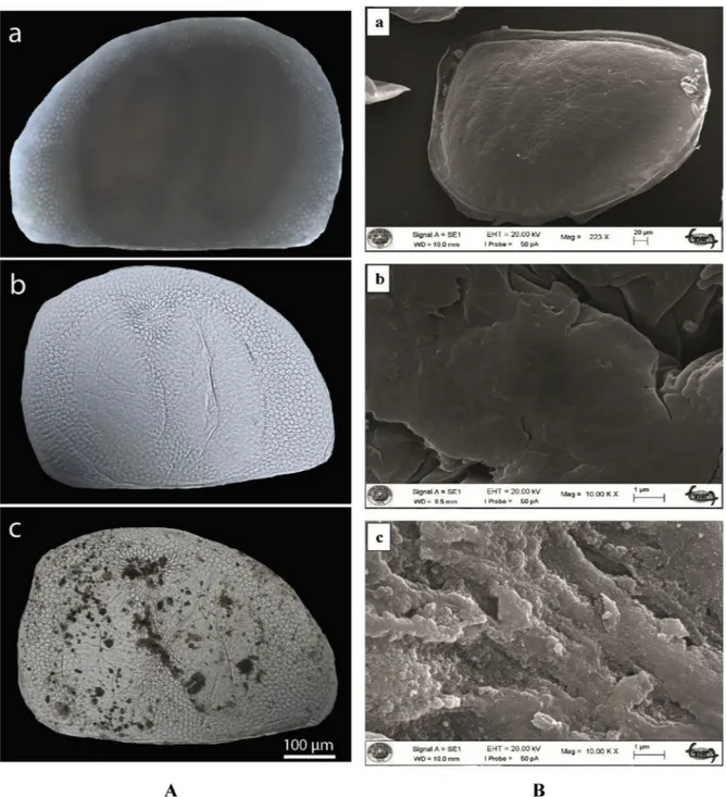 Fig. 2. A. Images of pristine ephippium of D. longispina (water ﬂea), produced chitinous microcages and the iron-based magnetic particles loaded microcages