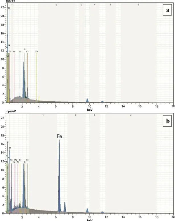 Fig. 3. SEM-EDX spectra of the chitin specimens from the chitinous microcages (a) and the iron-based magnetic particles loaded chitinous microcages isolated from the ephippium of D