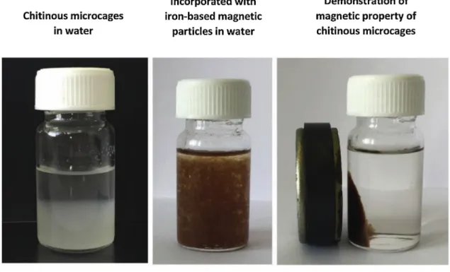Fig. 8. The images of chitinous microcages and iron-based magnetic particles loaded chitinous microcages in water and the scheme showing the possible interaction of metal ions with iron-based magnetic particles and chitin matrix.
