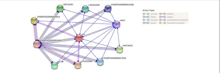 FIGURE 7 | Protein-protein interaction analysis of H4. Protein-protein interactions of H4 were analyzed using web-based STRING ® software