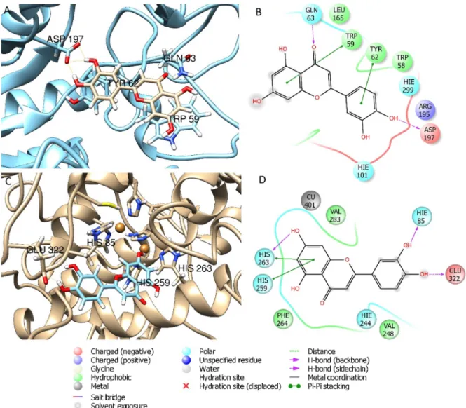 Fig. 5. Best pose and interaction diagrams of luteolin docked to amylase (A –B) and to tyrosinase (C–D).