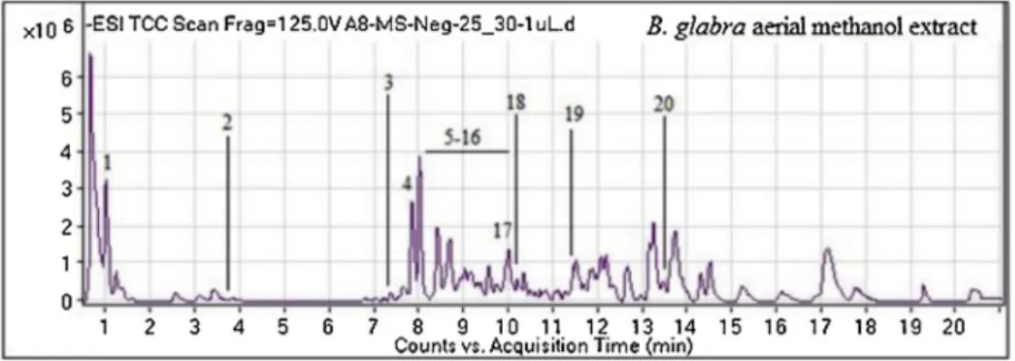 Fig. 1. Total ion chromatograms (TIC) of B. glabra aerial methanol extract.