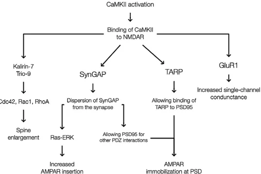 Fig. 1    Targets of CaMKII and  their downstream effects