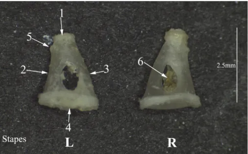 Figure 4. Left and right side of the stapes; L — left; R — right; 1 — head of the stapes; 2 — Caudal crus; 3 — rostral crus; 4 — base of the  stapes; 5 — muscular process; 6 — stapedial membrane.