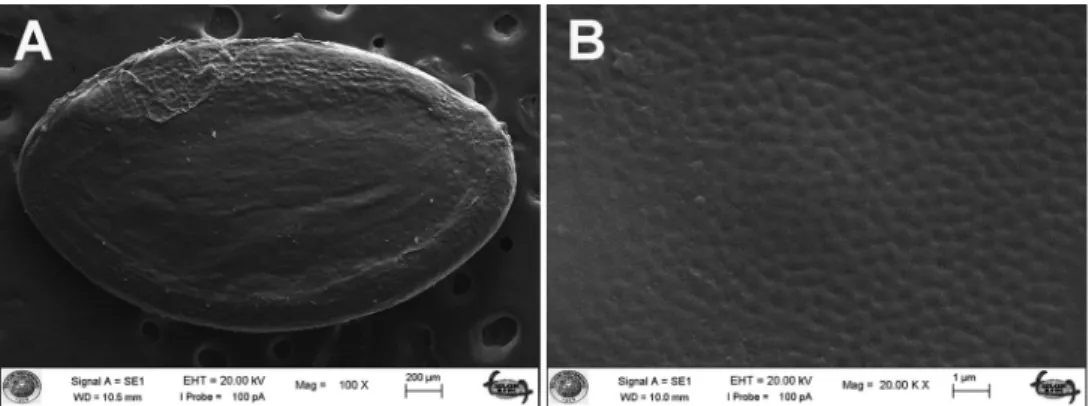 Figure 4. Scanning electron micrographs of seeds Linum aksehirense species A general view and B surface  sculpturing pattern.