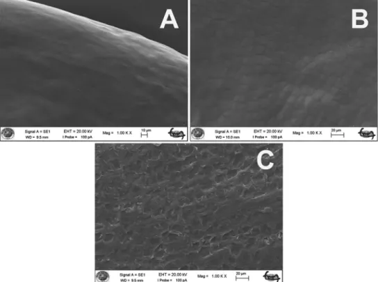 Figure 6. Scanning electron micrographs of seeds sculpturing patterns Linum species A L
