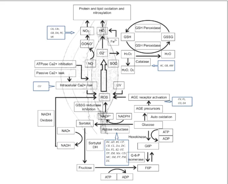 FIGURE 1 | Oxidative stress mechanisms involved in cataract etiology and action mechanisms of several medicinal plants with conducted pharmacological studies for the treatment of cataract