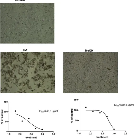 Fig. 3. IC 50 values of extracts for MCF-7 cells obtained from MTT-based cytotoxicity test and cells morphology after treated with IC 50 values