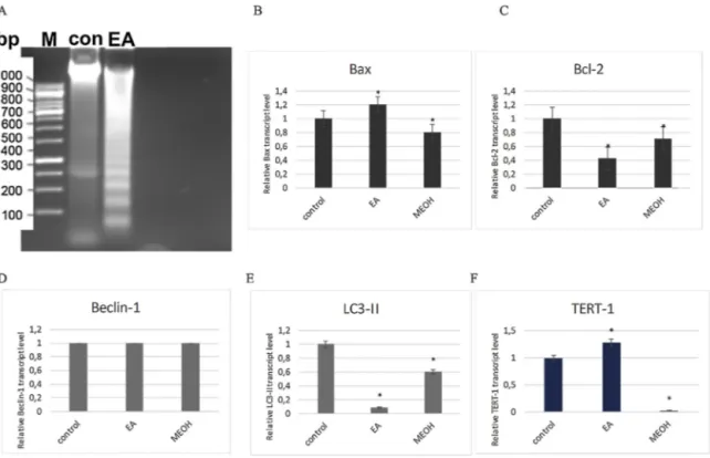 Fig. 6. (A) Apoptotic DNA fragmentation analysis on agorose gel electrophoresis of EA extracts on MDA-MB-231 cells