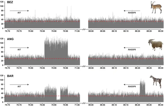 Fig 2. CNVs at the KIT locus. The coverage plot of bezoars (BEZ) does not show any copy number variation and represents the wildtype allele