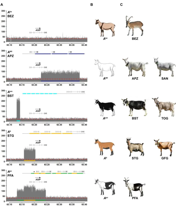 Fig 3. CNVs at the ASIP locus. A Coverage plots of the ASIP locus in different goat breeds reveal four different CNVs