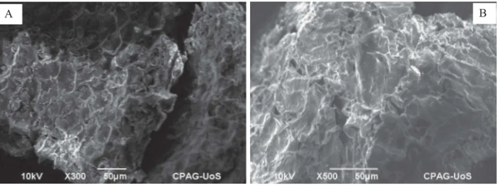 Figure 3. Scanning electron microscopic images of (a) pure WB and (b) WB adsorbed with ciprofloxacin.