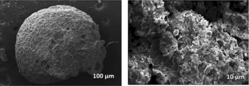 Fig. 3. SEM images showing the surface morphologies of the Cts-MWCNT beads. 