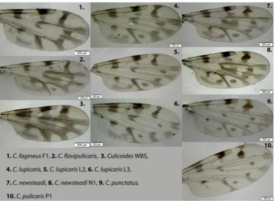 Fig. 1. Wing images of the ten Culicoides species identiﬁed in Turkey in this study. All the wings belonged to female specimens.