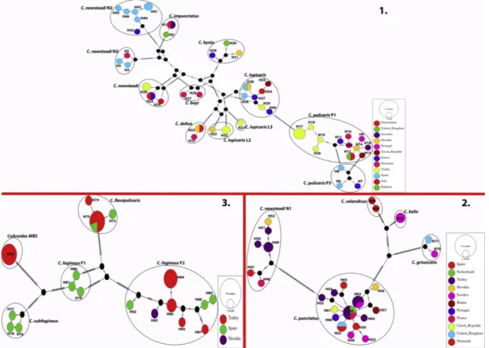 Fig. 2. TCS haplotype network for the COI gene segment of Culicoides species within the Pulicaris complex