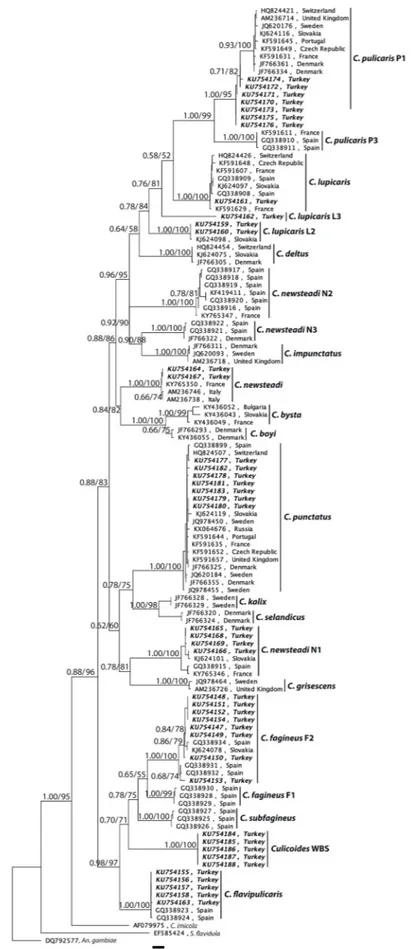 Fig. 3. Phylogenetic analysis of Culicoides species belonging to the subgenus Culicoides