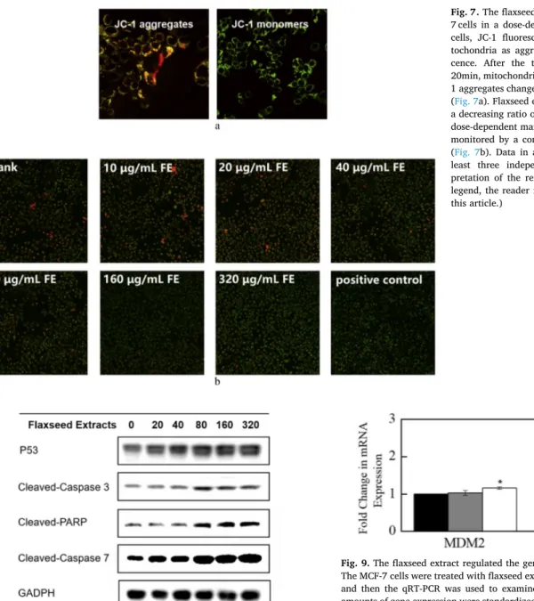 Fig. 8. Effects of flaxseed extract on the apoptosis-related proteins in MCF- MCF-7 cells