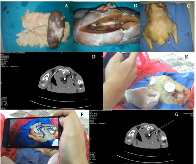 Fig. 4    Second experimental model. a–c Preparation of the model  by inserting a urinary stone in a bovine kidney that is placed in a  chicken
