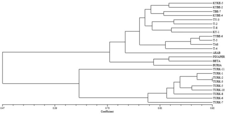 Fig. 4    Combined RAPD- and ISSR data-based dendrogram for 25 watermelon cultivars based on individual samples