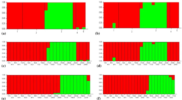 Fig. 6    Sketches  a and b show two main clusters from population  STRU CTU RE analysis of 25 individual and bulked watermelon  geno-types from different geographical origin, respectively