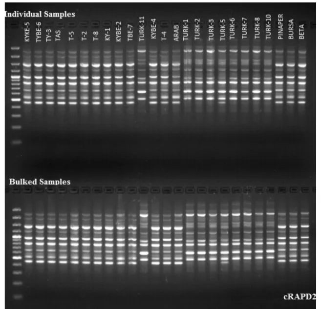 Fig. 1    Band pattern of cRAPD2 primer for 25 individual and bulked watermelon genotypes (size marker: 100 bp plus ladder)