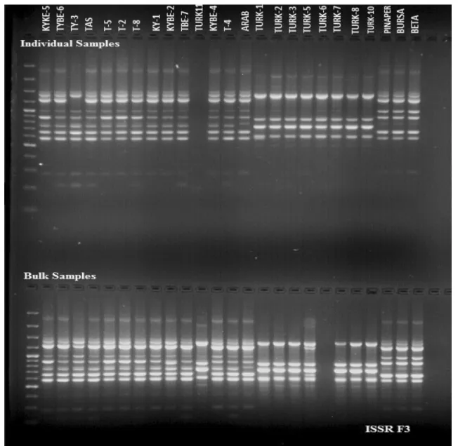 Fig. 2    Band pattern of ISSR F3 primer for 25 individual and bulked watermelon genotypes (size marker: 100 bp plus ladder)