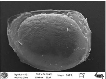 Fig. 3. The surface morphology of the chitin microcages after magnetic particle loading.