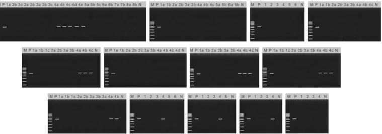 Fig. 2. Polymerase chain reaction was applied on tissue specimens of the o ﬀsprings using speciﬁc primer pairs